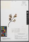 Foto von Salix waldsteiniana Willd.